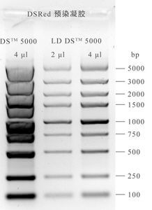 一招解決DNA Marker條帶扭曲分不開(kāi)