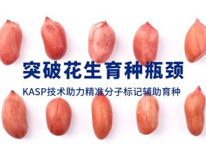 技術分享丨突破花生育種瓶頸，KASP技術助力精準分子標記輔助育種