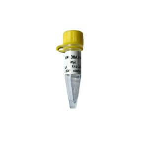 Super HIFI DNA Polymerase