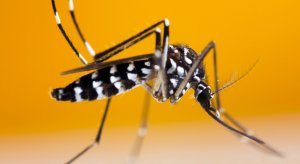 分子檢測(cè)如何阻擊蚊媒傳播疾?。?>
                </a>
                <div   id=